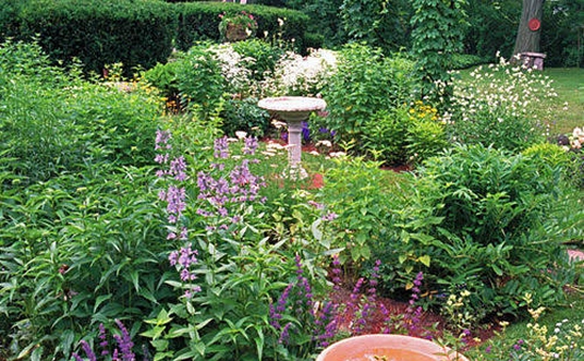 Herbal Garden